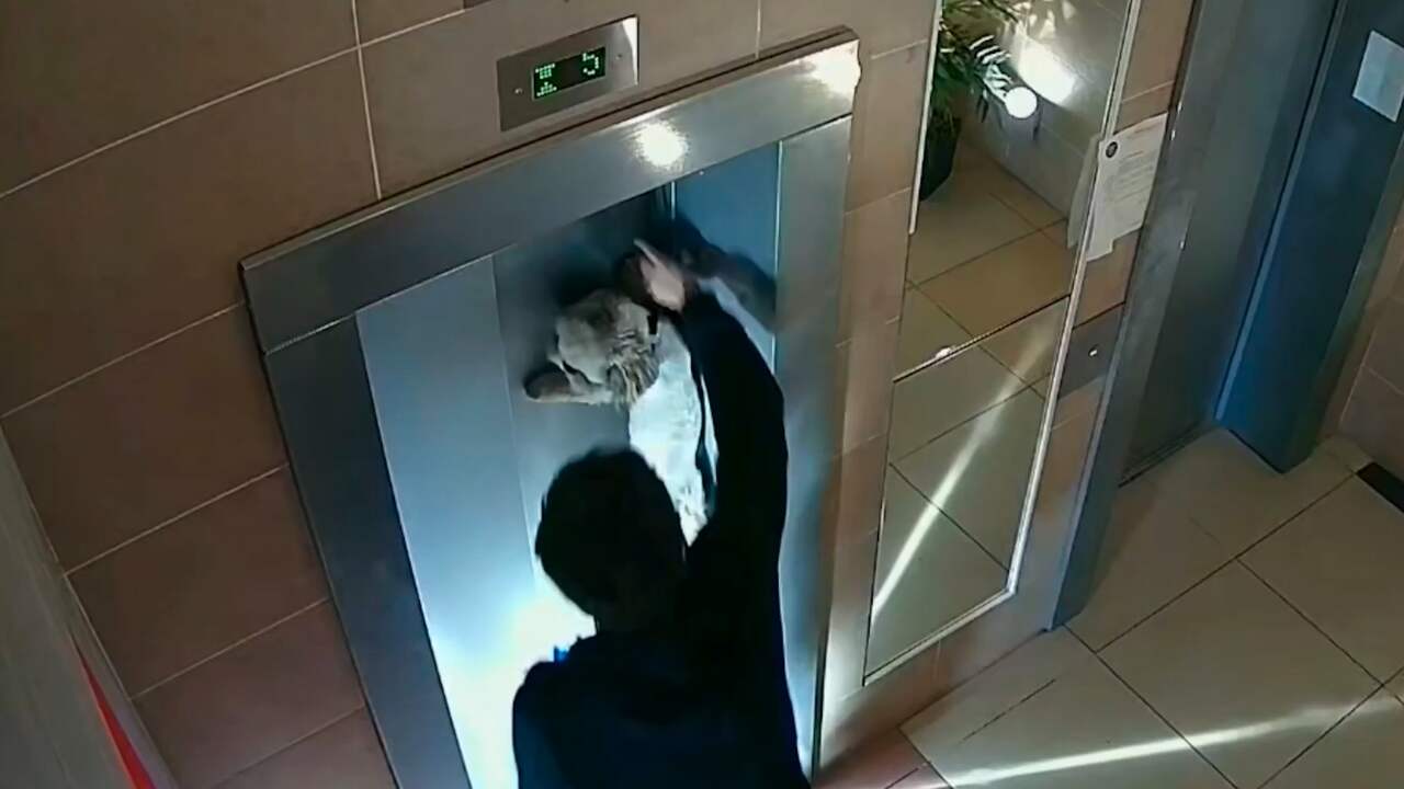 Beeld uit video: Treuzelende hond die bovenaan liftdeuren bungelt op het nippertje gered