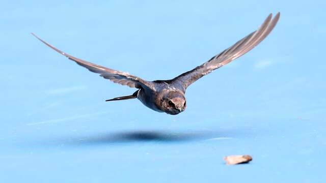 De organisatie zette een roofvogel in om de insecten te vangen en verjagen.