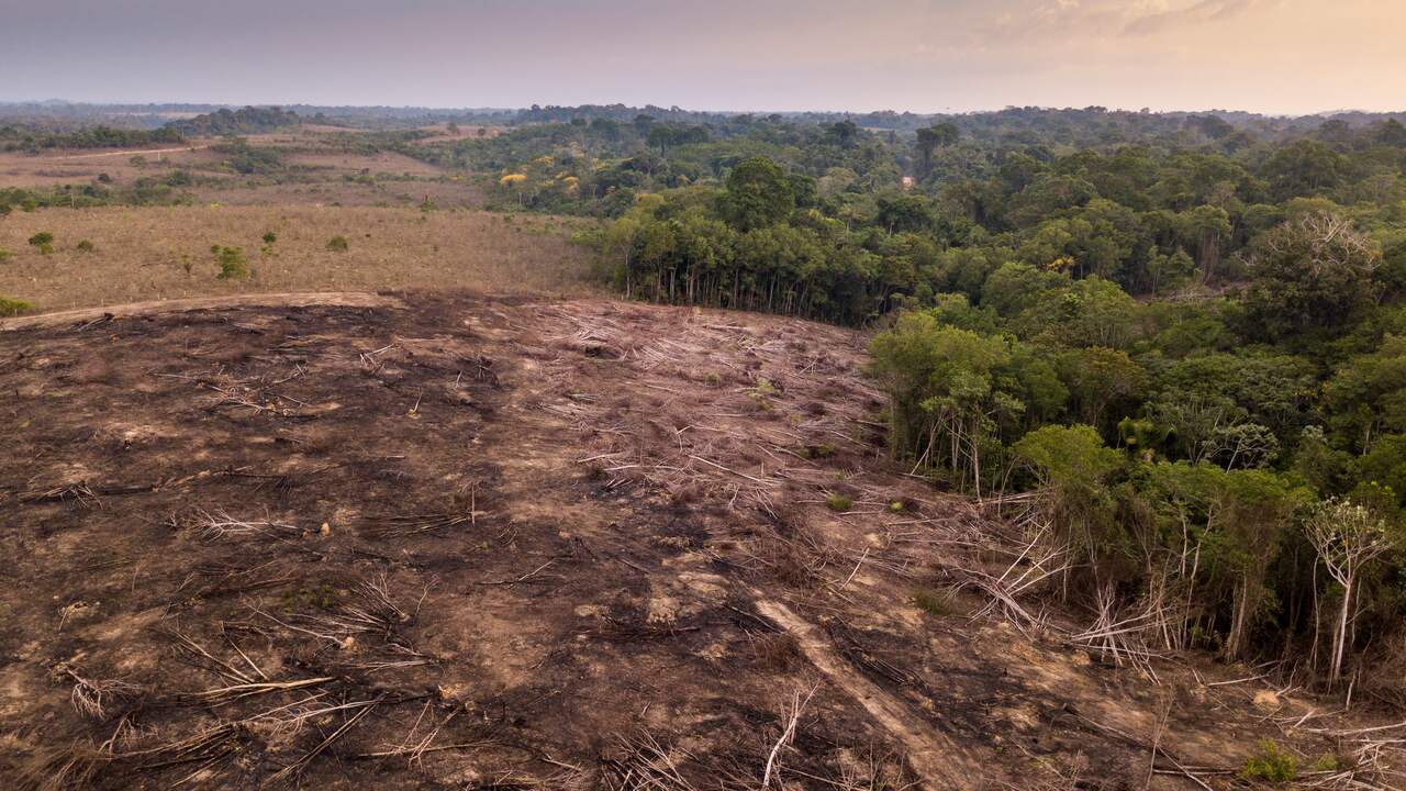 Brazil wants to stop illegal deforestation in the Amazon by 2030 |  outside