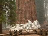 Grootste boom ter wereld ingepakt met aluminiumfolie tegen bosbrand