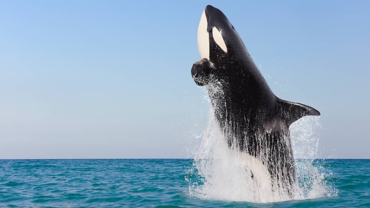 Les orques ont moins de petits car les mâles dépendent longtemps de leur mère |  Science