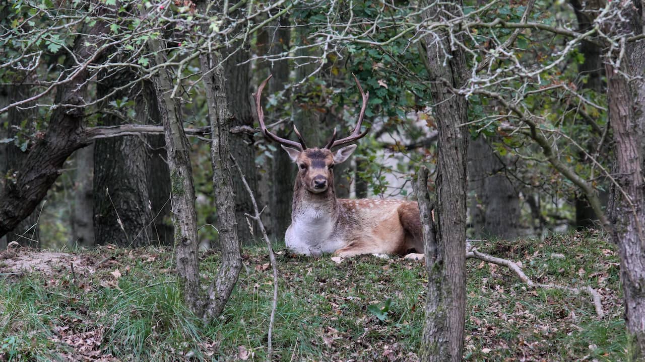 Recovery of Nature in Amsterdam Waterleidingduinen: Environmental Impact of Fallow Deer Grazing Ban
