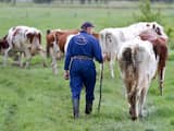 WILP-ACHTERHOEK - De koeien gaan na het melken weer naar buiten bij boerderij Den Hoek in Wilp-Achterhoek. ANP XTRA KOEN SUYK