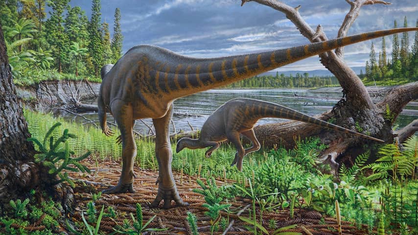 Fossiel van ruim honderd miljoen jaar oude dinosaurus gevonden bij Australië