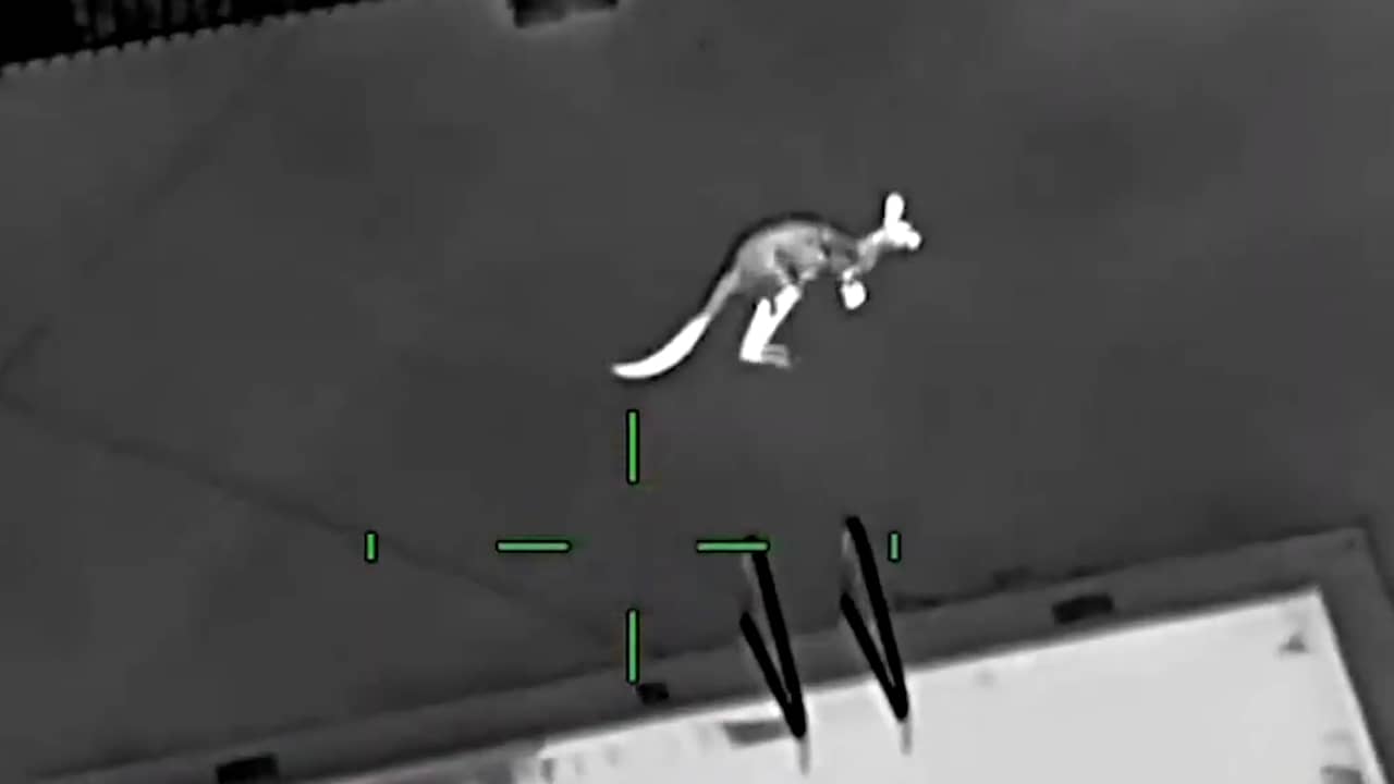 Beeld uit video: Ontsnapte kangoeroe huppelt rond appartementencomplex in Florida