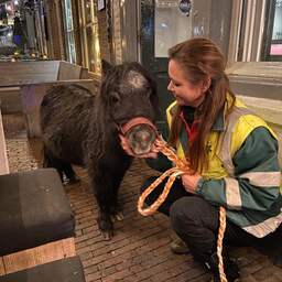 Dronken bezoekers laten pony achter op terras van restaurant in Den Bosch
