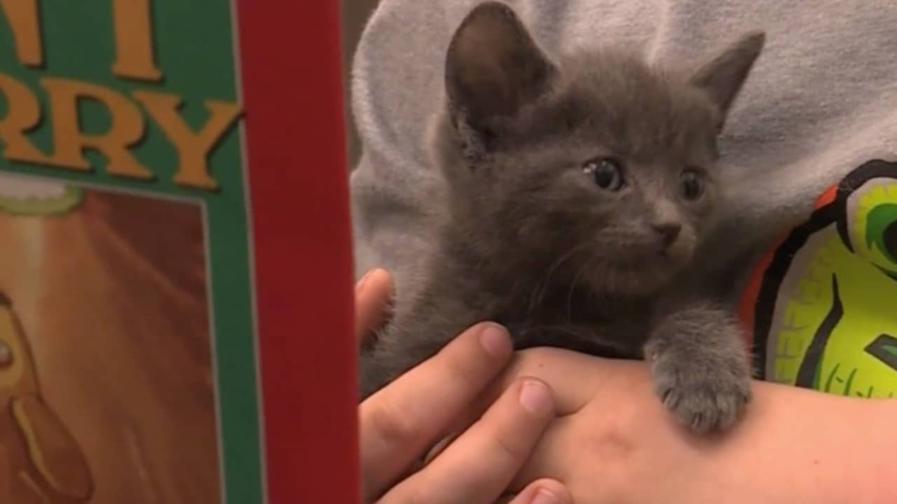 Beeld uit video: Kittens helpen Amerikaanse kinderen met lezen