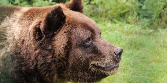 NUfoto 2015: Dieren