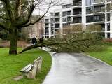 Gemeente gaat alle ‘risicobomen’ nalopen na omvallen boom