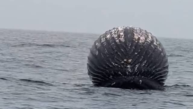 Visser filmt opgezwollen dode walvis voor Noorse kust