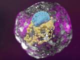 Embryomodel