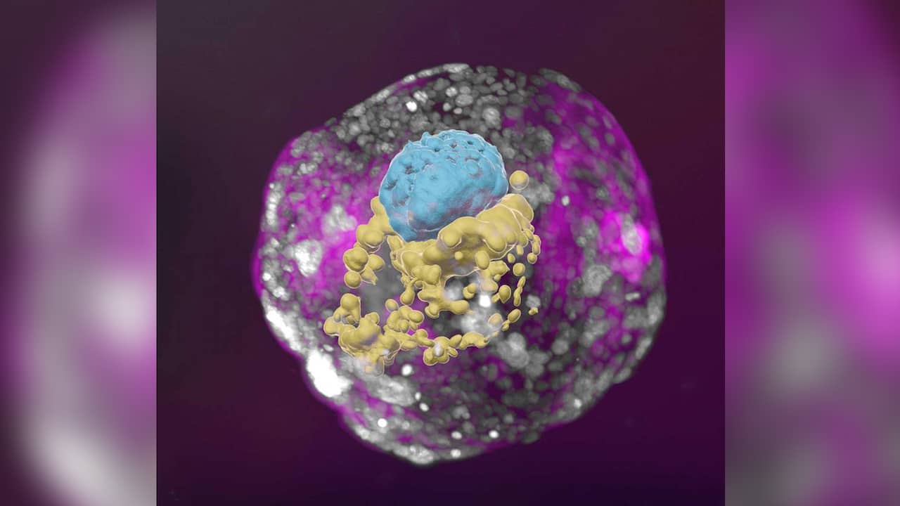 Premier embryon entièrement « humain » créé sans ovules ni spermatozoïdes |  Science
