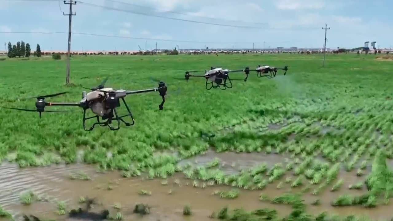 Beeld uit video: Chinese boeren gebruiken drones om gewassen te redden