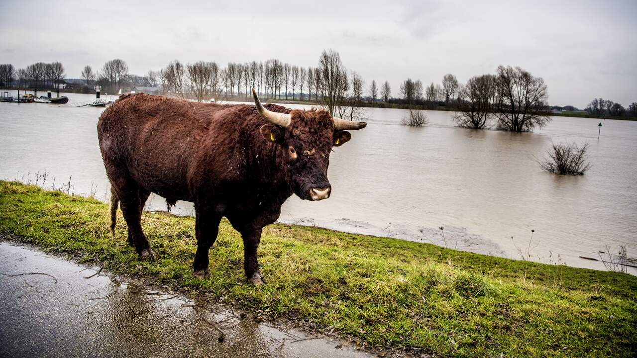 Hoogwater in Rijn in mei is bijzonder, maar alleen lokaal problemen verwacht