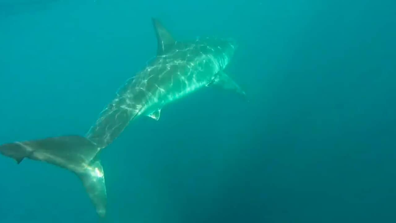 Beeld uit video: Witte haai achtervolgt kajakkers in Australië