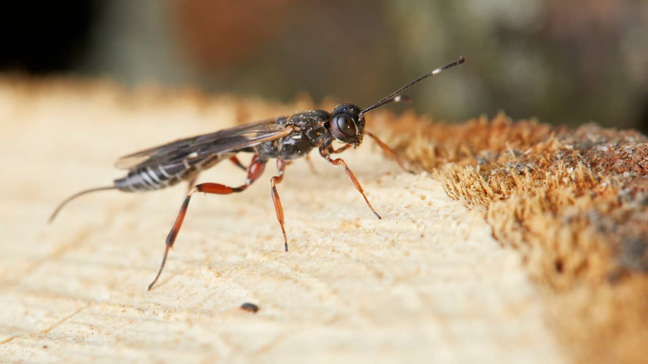 New natural enemy of the oak processionary caterpillar discovered: the parasitic wasp |  NOW