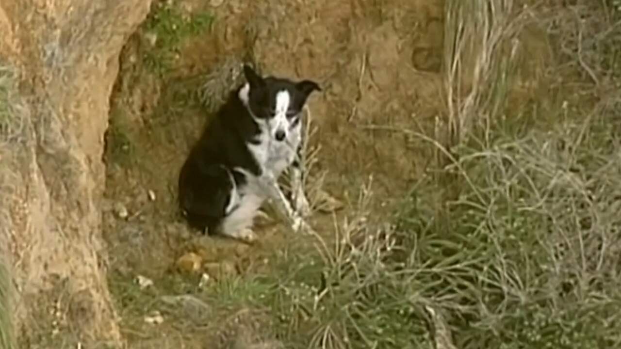 Hulpdiensten redden hond van 15 meter hoge klif in Australië