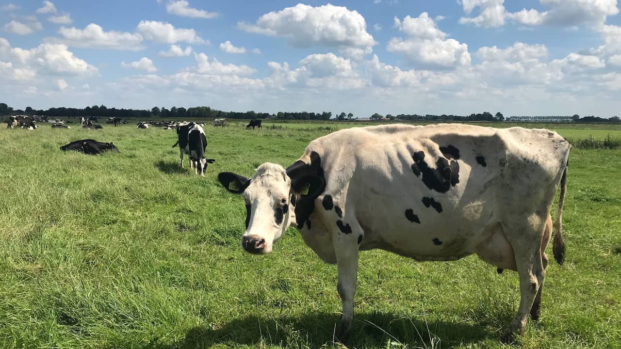 NUcheckt: Rundvlees Heeft Wel Een Negatieve Impact Op Het Klimaat ...