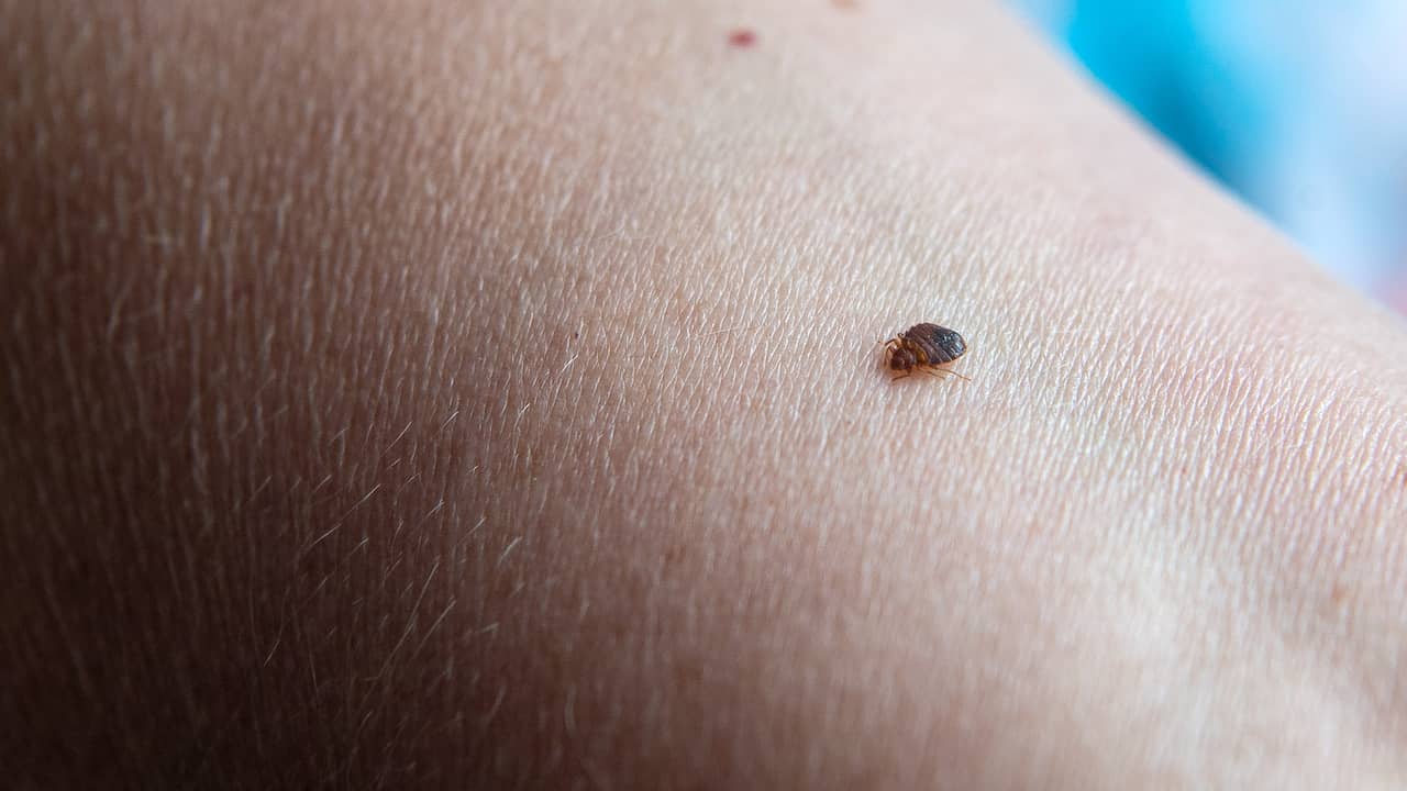 Two Men Arrested in France for Defrauding Elderly in Fake Bed Bug Treatment Scam