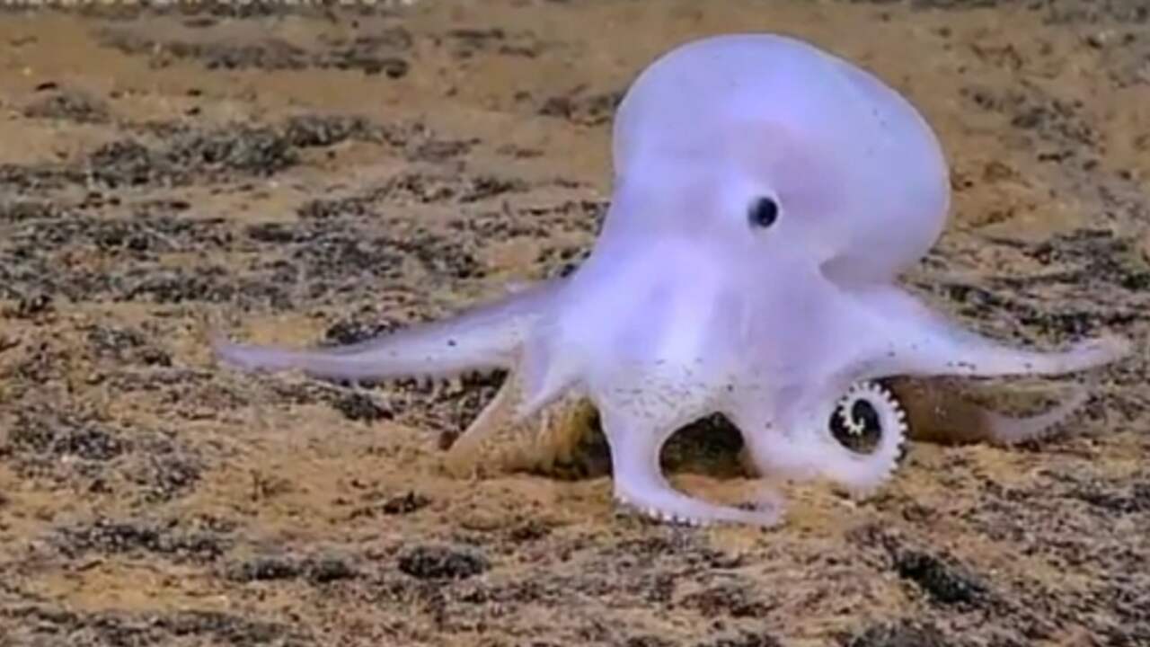 Spookachtige octopussoort ontdekt nabij Hawaii