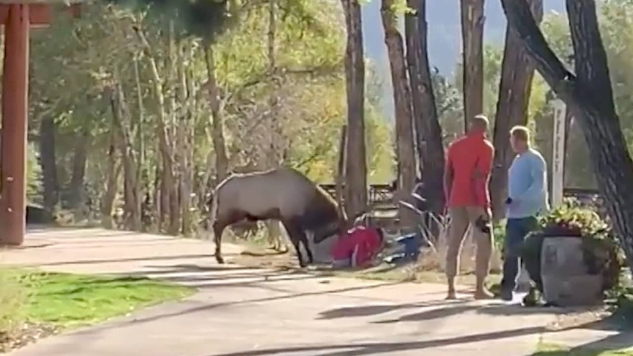 Bronstig hert valt wandelaars aan in Amerikaans natuurpark
