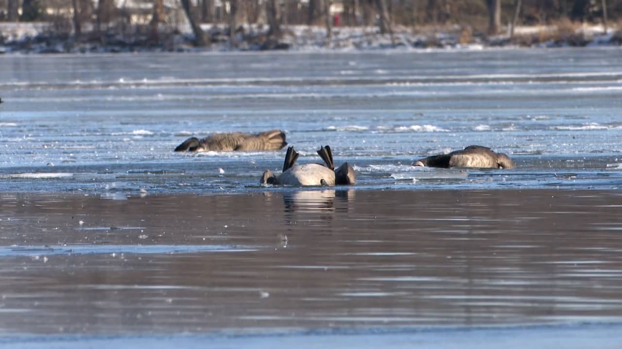 Beeld uit video: Tientallen dode ganzen liggen op bevroren meer in VS