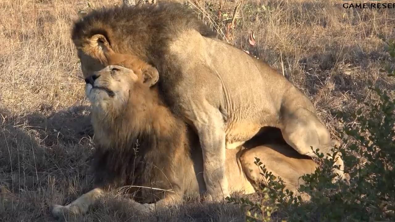 Kenia wil knuffelende en 'parende' homoleeuwen scheiden ...