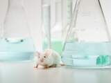 Labratten en proefkonijnen: dierproeven zullen nog lang niet verdwijnen