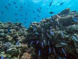 Onderzoekers: Een zesde van zeeleven is binnen tachtig jaar verdwenen