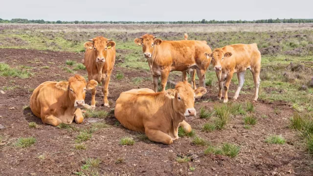 Koeien van Staatsbosbeheer grazen in het Bargerveen, om ongewenste plantensoorten kort te houden.