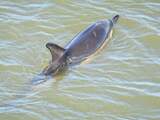 Dolfijn zwemt vanaf Frankrijk met zeilschip mee naar Amsterdam