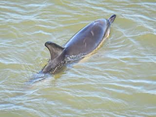 Dolfijn in Harlingen haven