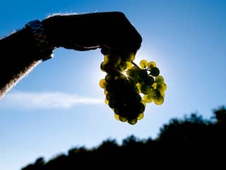 'Wijnbouw in Nederland floreert, maar wordt nooit echt winstgevend'