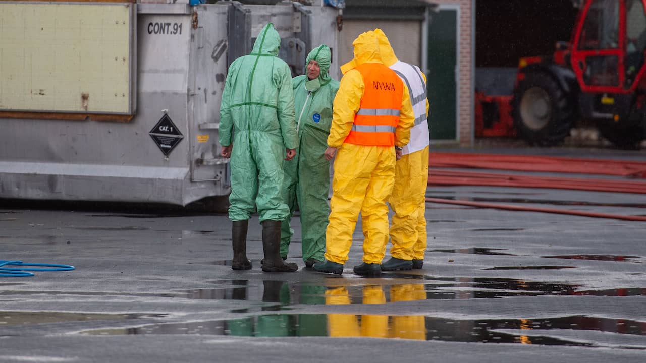 Bird flu on the Friesian farm for the second time, once again thousands of chicks killed |  Economy