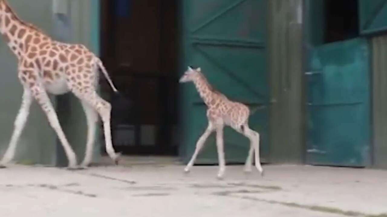 Zeldzame rothschildgiraffe geboren in Engeland
