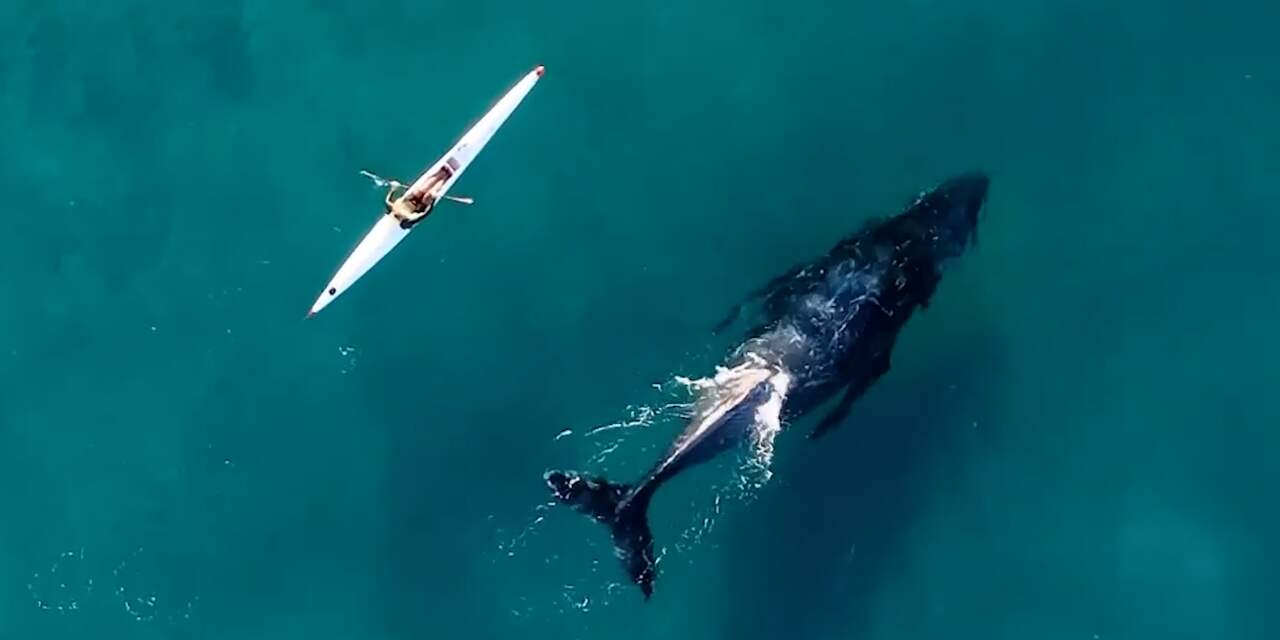 Gemist Drone filmt hoe bultrug kajak volgt langs Australische kust