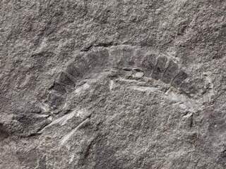 425 miljoen jaar oude Schotse miljoenpoot is oudste van zijn soort