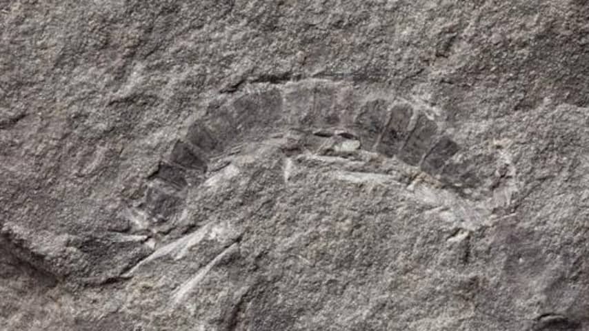 425 miljoen jaar oude Schotse miljoenpoot is oudste van zijn soort