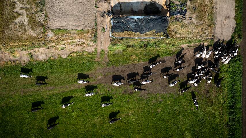 stikstof rundvee veehouderij