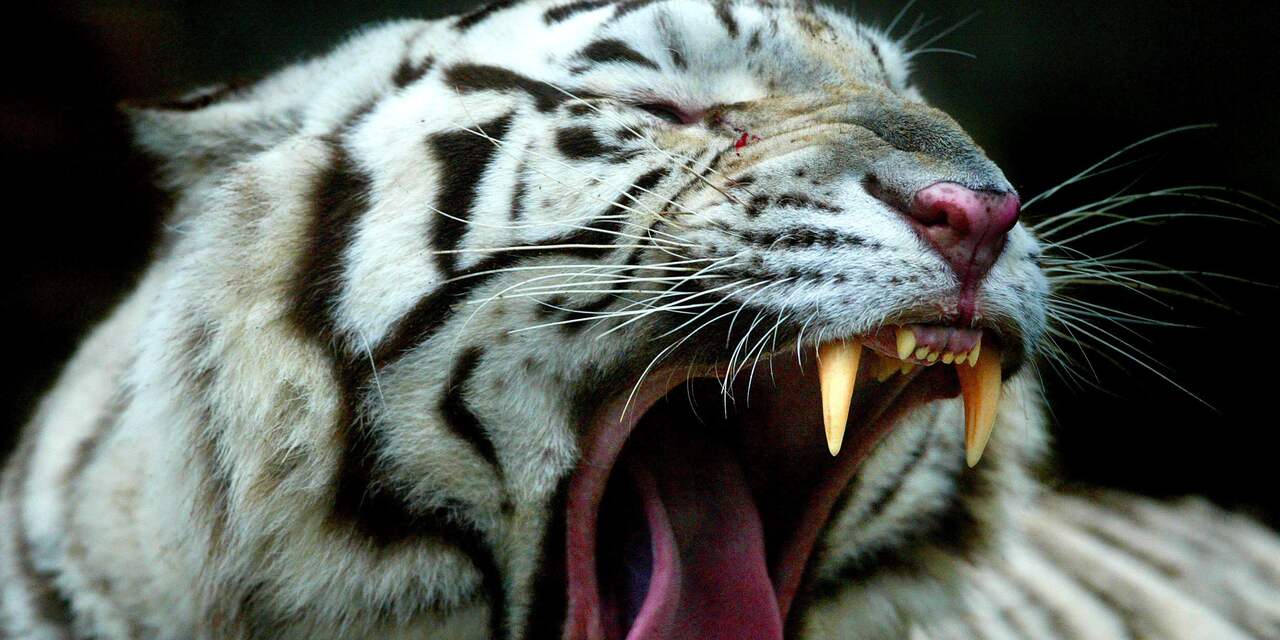 Witte tijger doodt verzorger dierentuin Japan