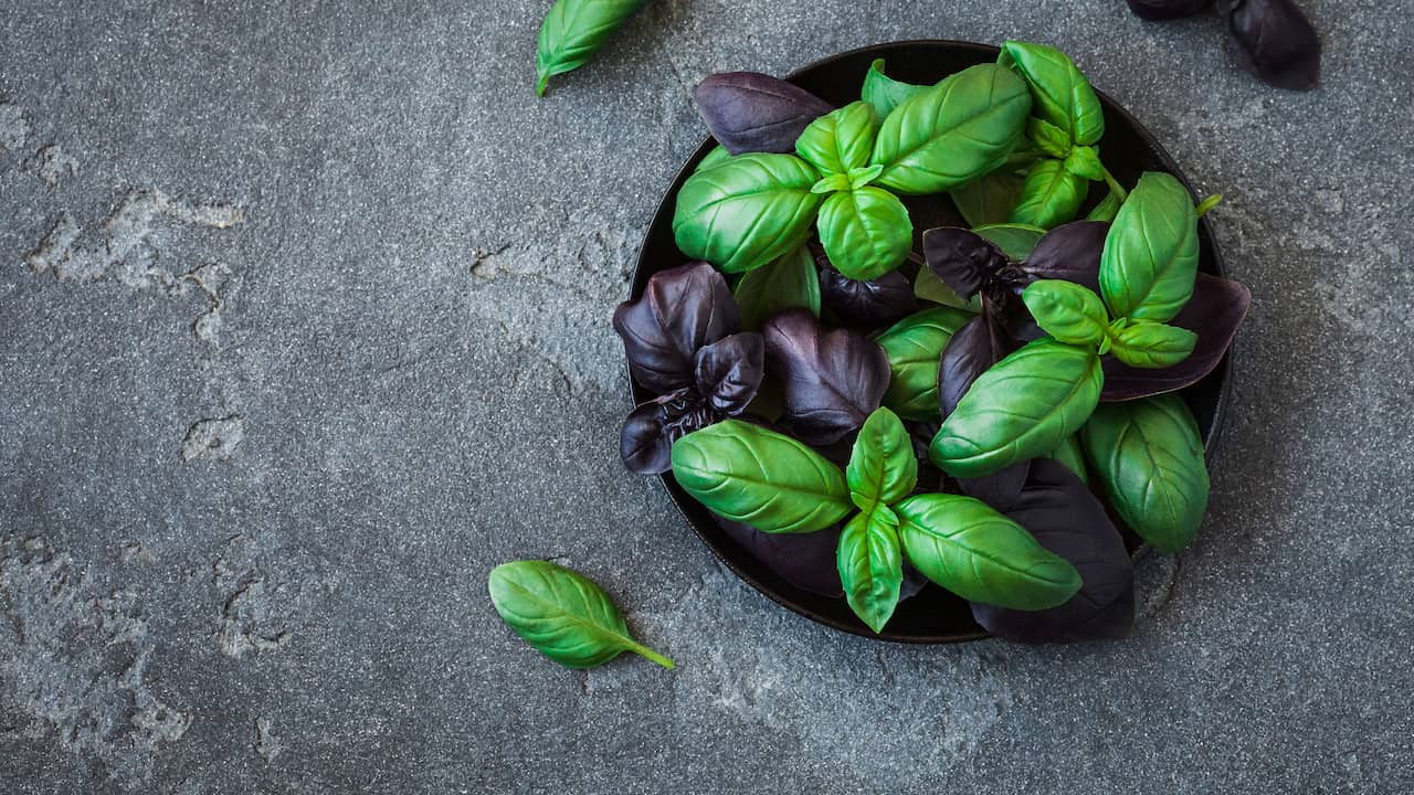 Een basilicumplant op je aanrecht helpt goed tegen het weren van vliegen. (Foto: 123RF)