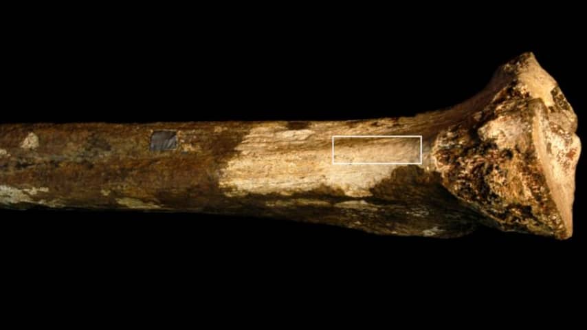 Menselijke voorouders slachtten elkaar anderhalf miljoen jaar geleden al af
