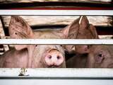 NVWA voor het eerst berispt om dieronvriendelijke varkenstransporten