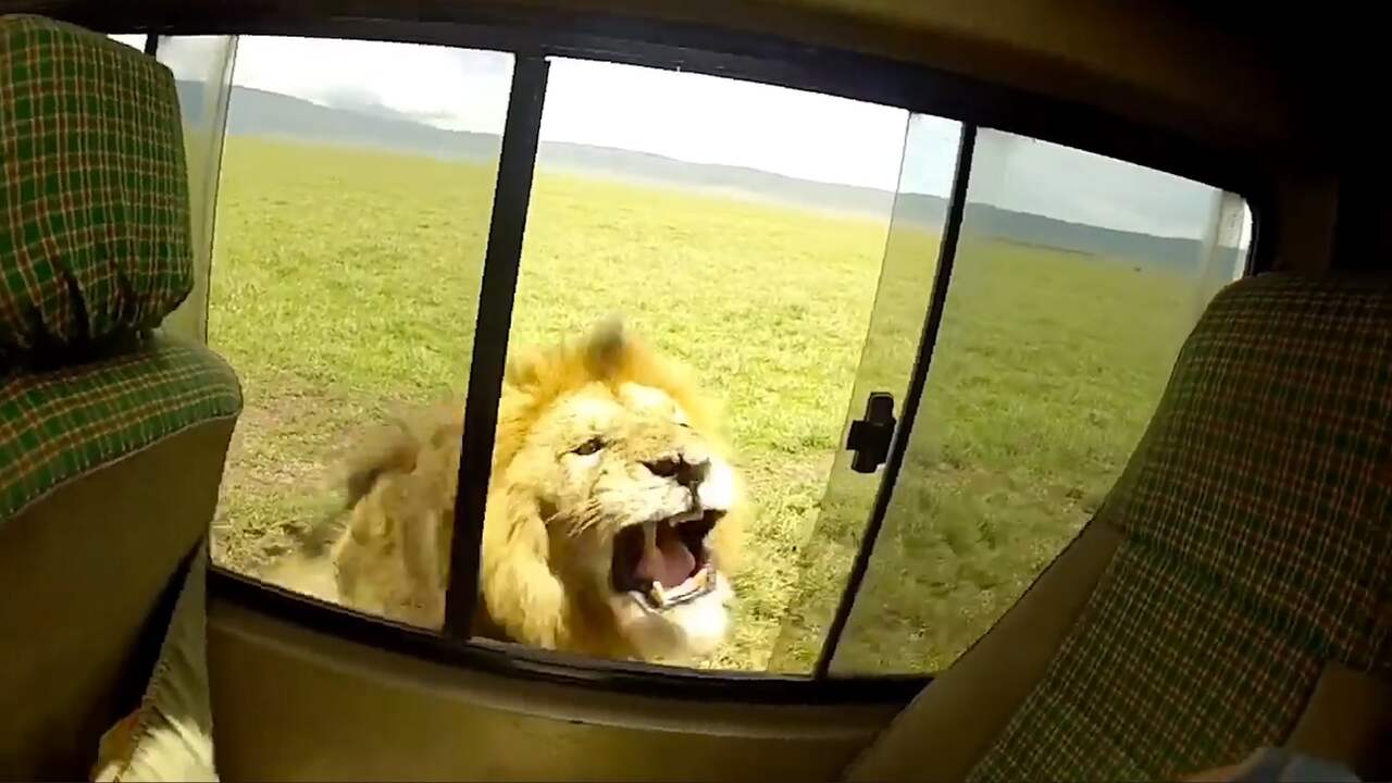 Leeuw brult naar aaiende safaritoerist op Serengeti