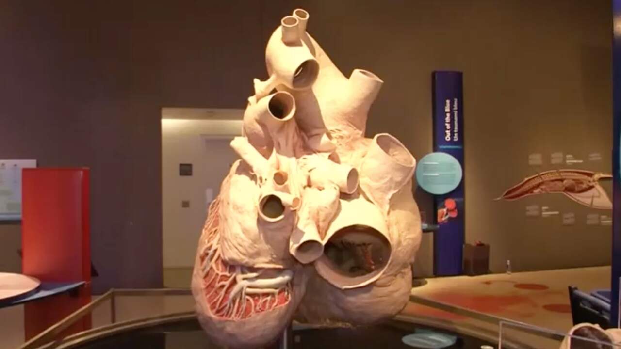 Beeld uit video: Grootste hart ter wereld tentoongesteld in Canada
