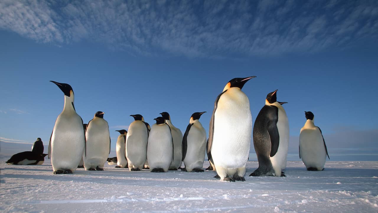 Il collasso del ghiaccio marino si rivela rapidamente disastroso per i pinguini imperatori  gli animali