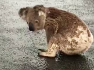 Koala drinkt regenwater