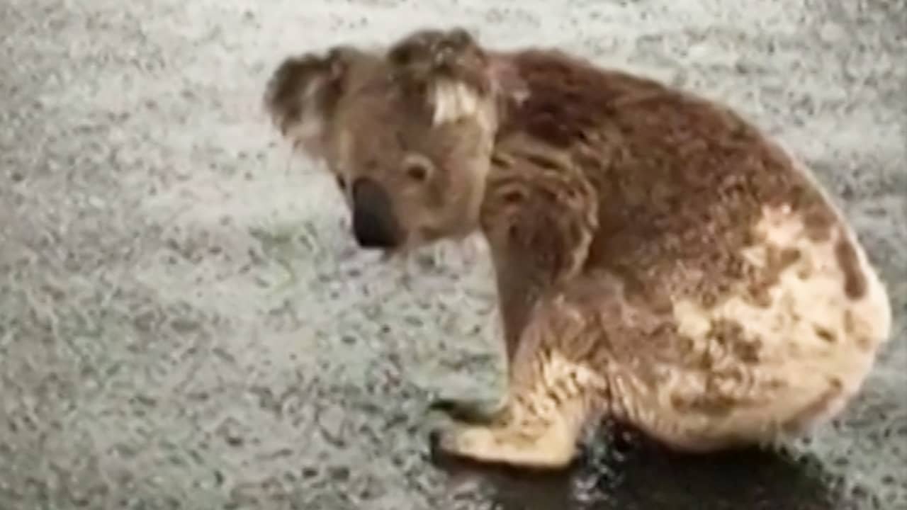 Dorstige koala drinkt regenwater van wegdek in Australië