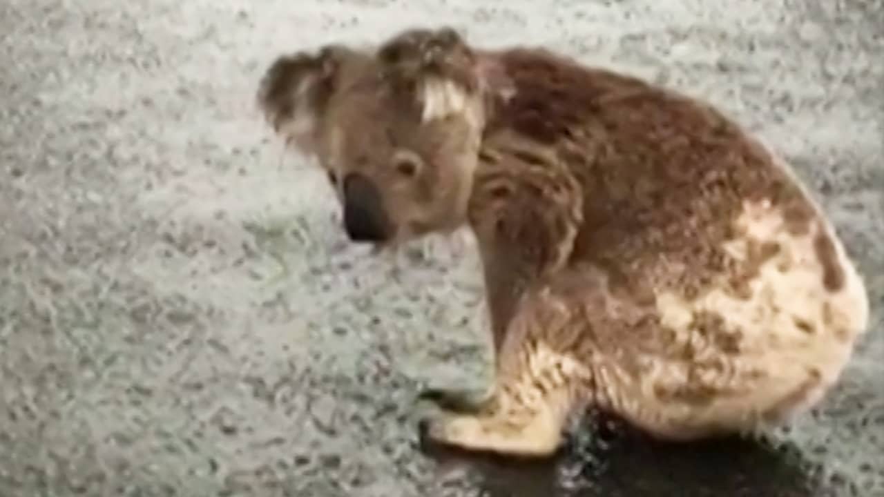 Beeld uit video: Dorstige koala drinkt regenwater van wegdek in Australië