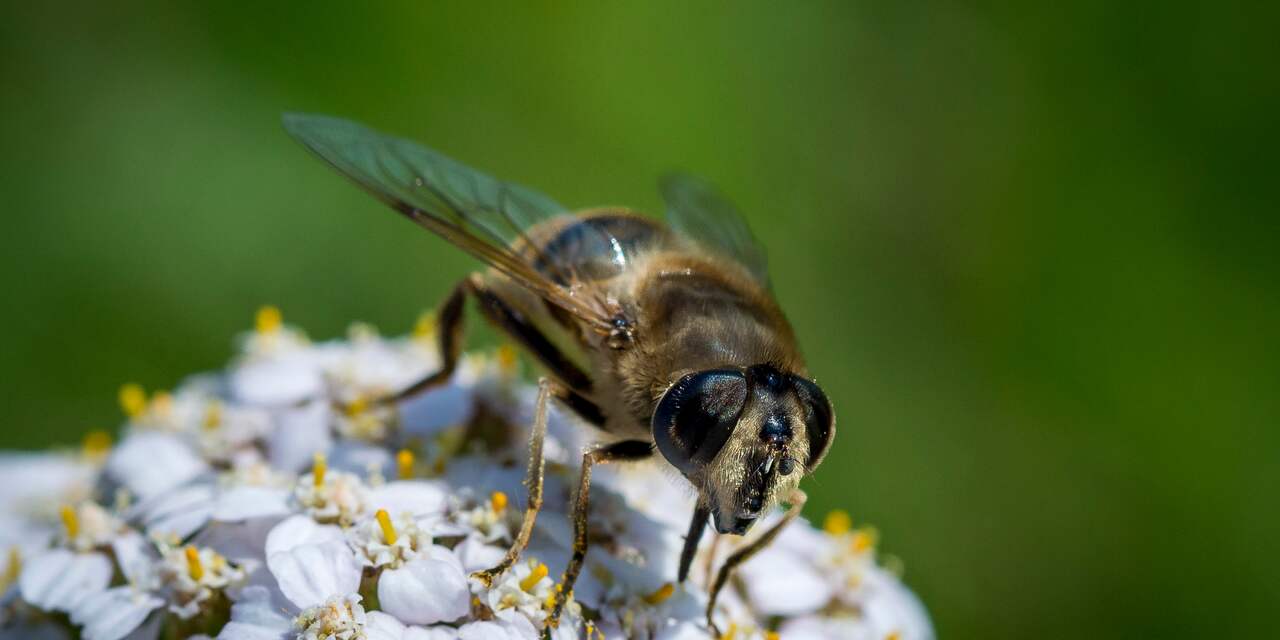 Europese Unie mag gebruik drie voor bijen giftige middelen inperken